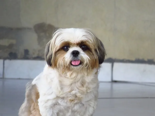 Cachorro da raça Shi-tzu