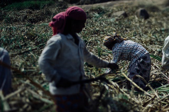 Agricultores de fazenda