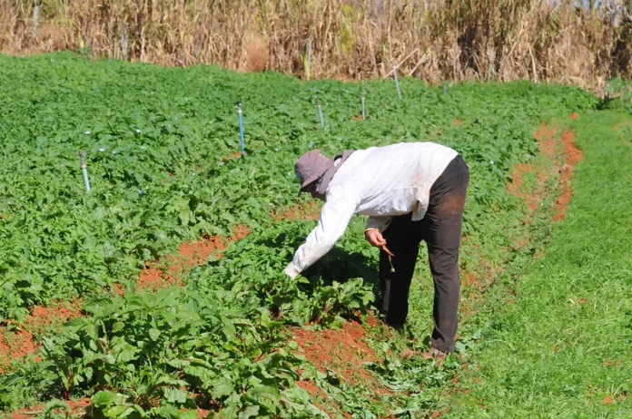 Produtor Rural