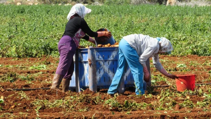 Trabalhadores Rural