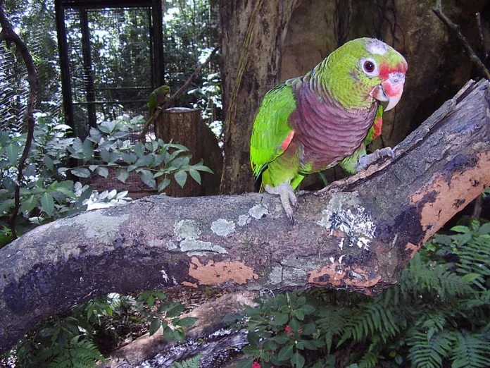 Papagaio de peito roxo ( amazona vinacea )