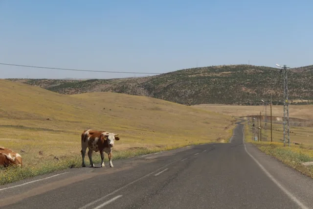 Animal na estrada