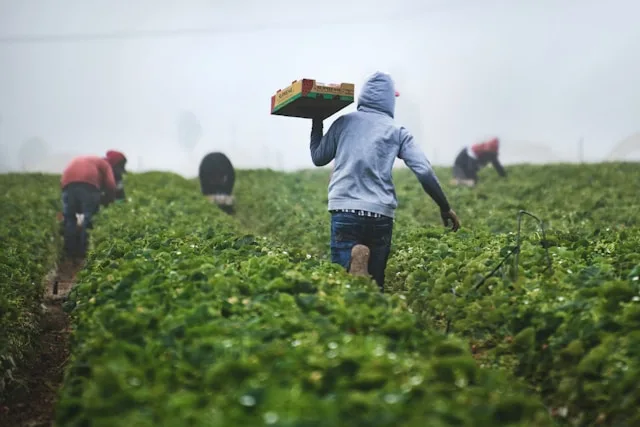 Imigrante no campo