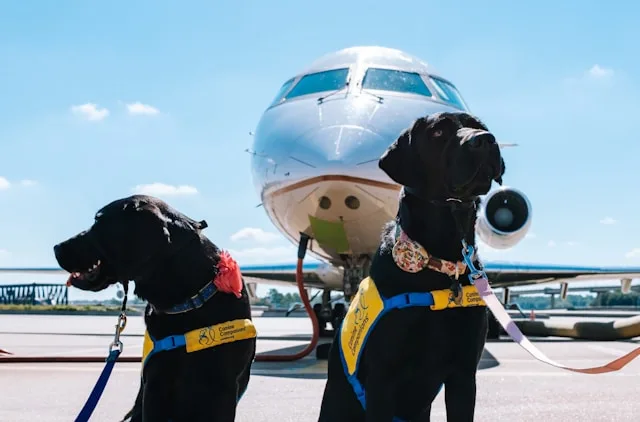 Cachorros em aeroporto