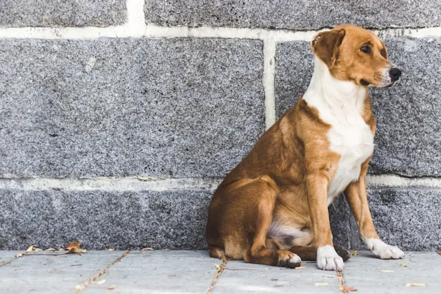 Cachorro abandonado