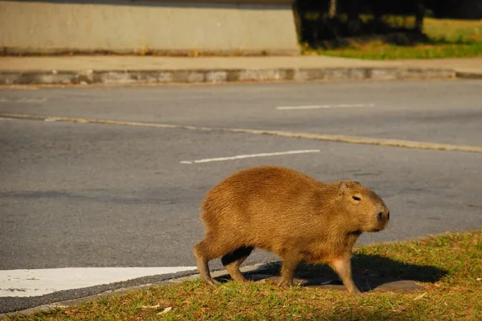 Capivara