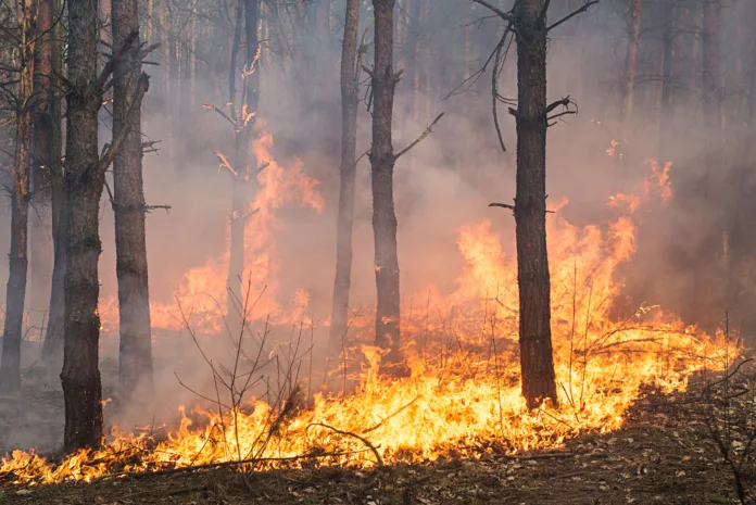 Incêndio florestal atingindo vegetação nativa, com chamas e fumaça intensa, representando a destruição ambiental no Pantanal.