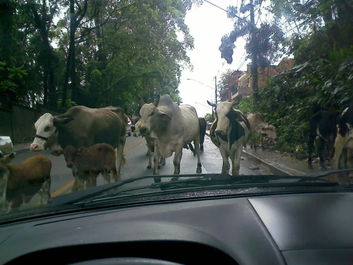 Gados em área urbana