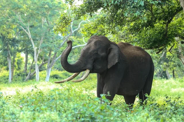 Elefante, um dos animais apreendidos sob posse do circo