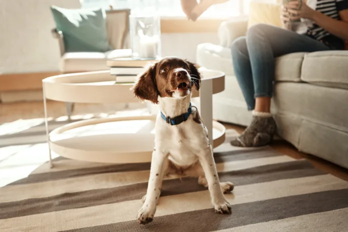 Cão de pequeno porte sentado em apartamento, ilustrando decisão judicial que permite manter pets em condomínios apesar de restrições.