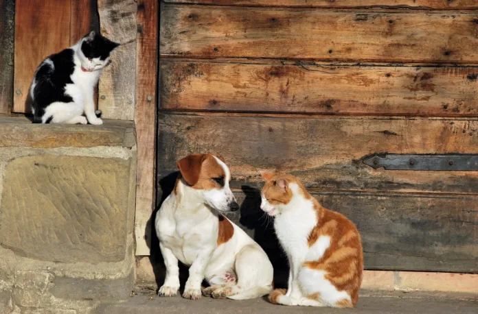 Cão e dois gatos em frente a uma parede de madeira, representando o acolhimento de animais abandonados em abrigos públicos.